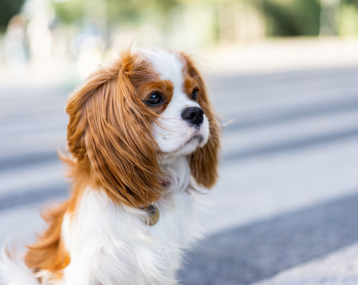 cavalier image