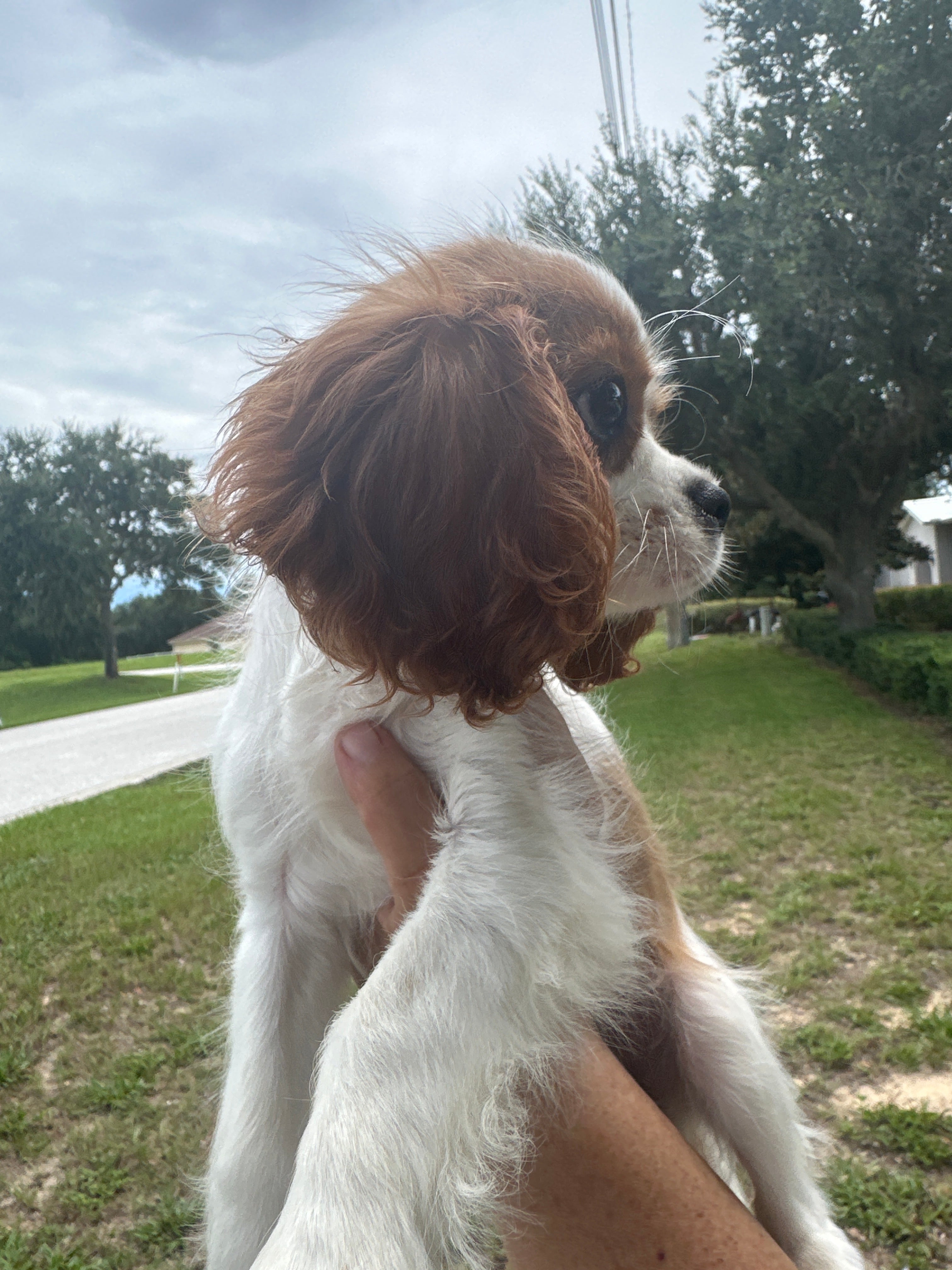 Dog
