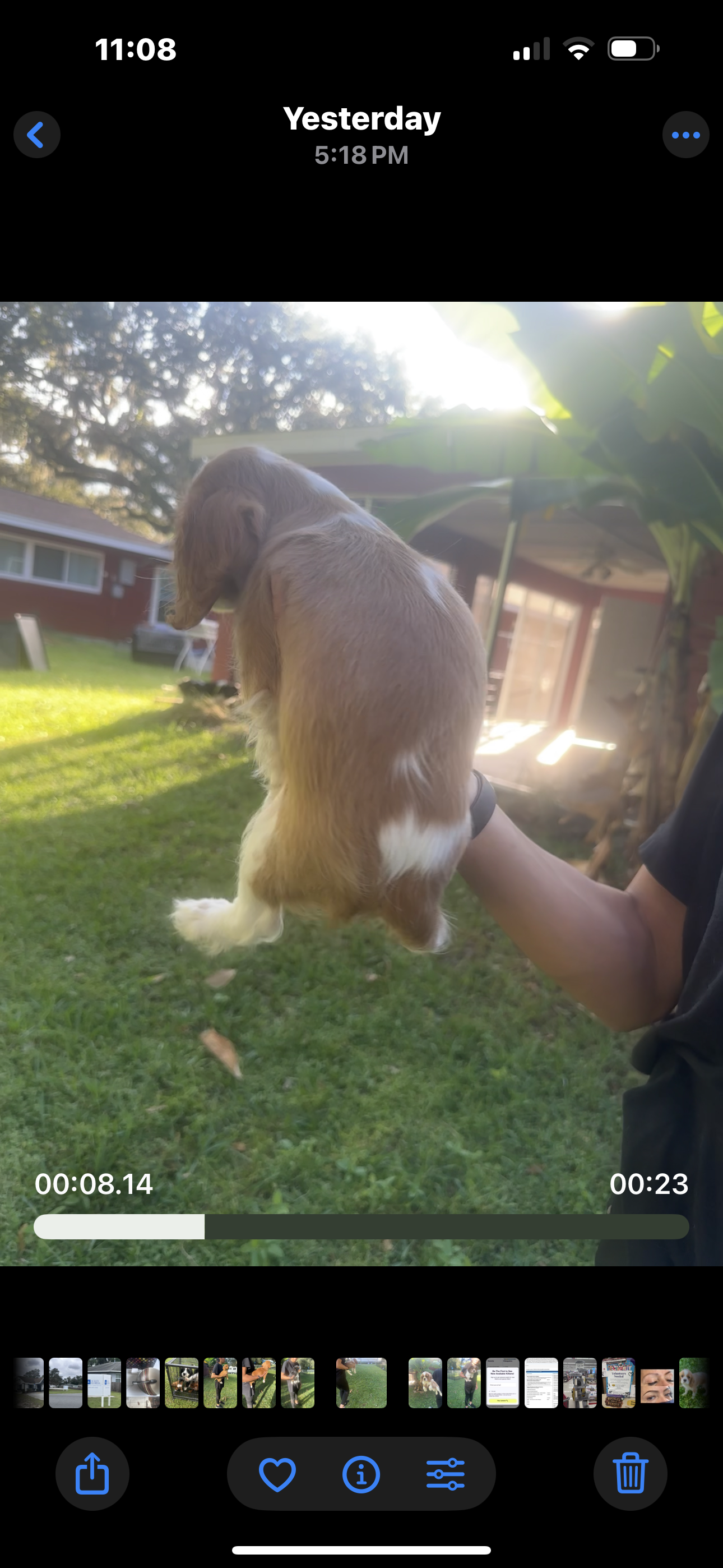 Hannah AKC