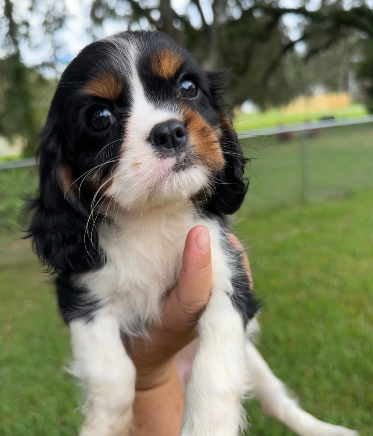 Dog
