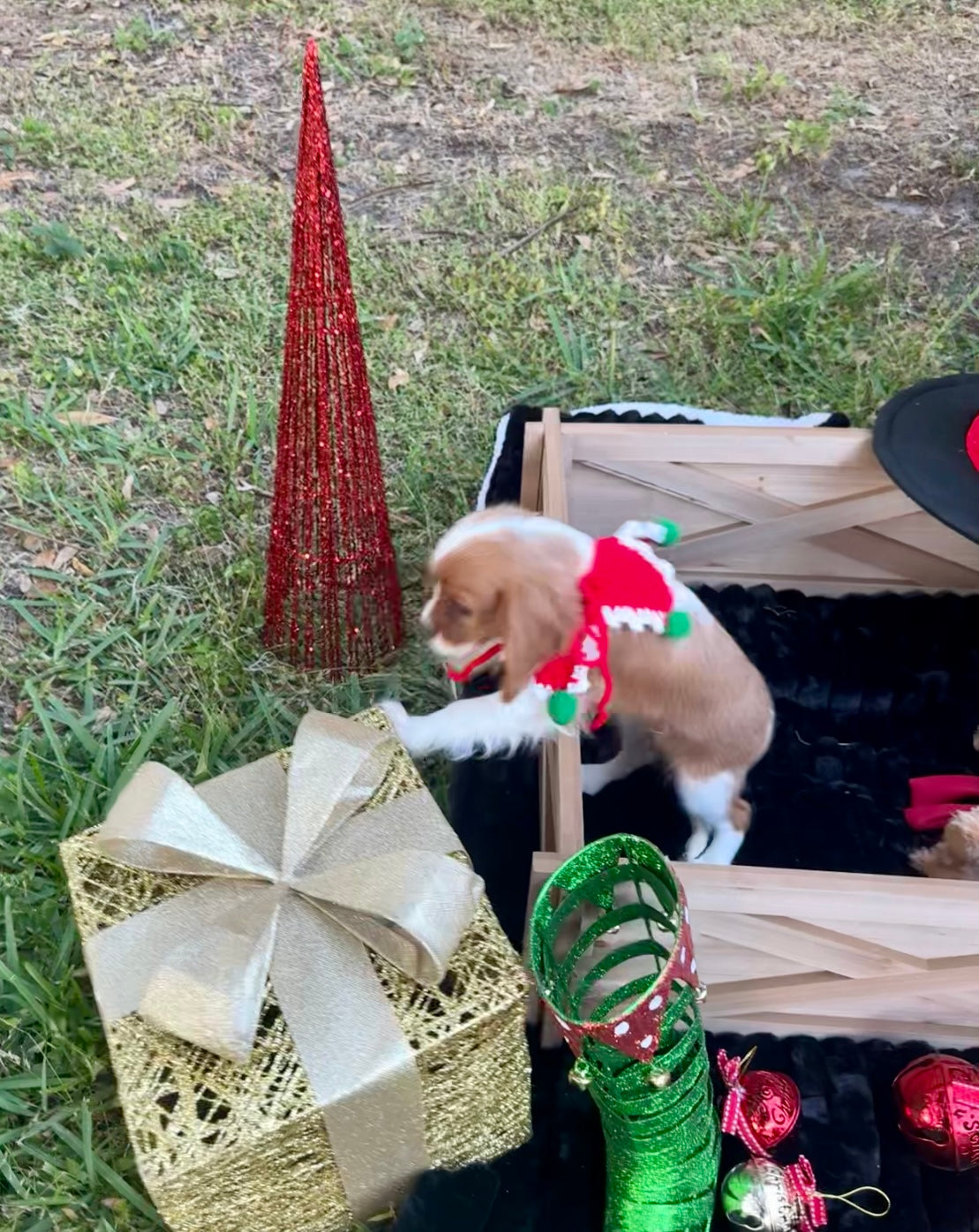 Marilee AKC (female)