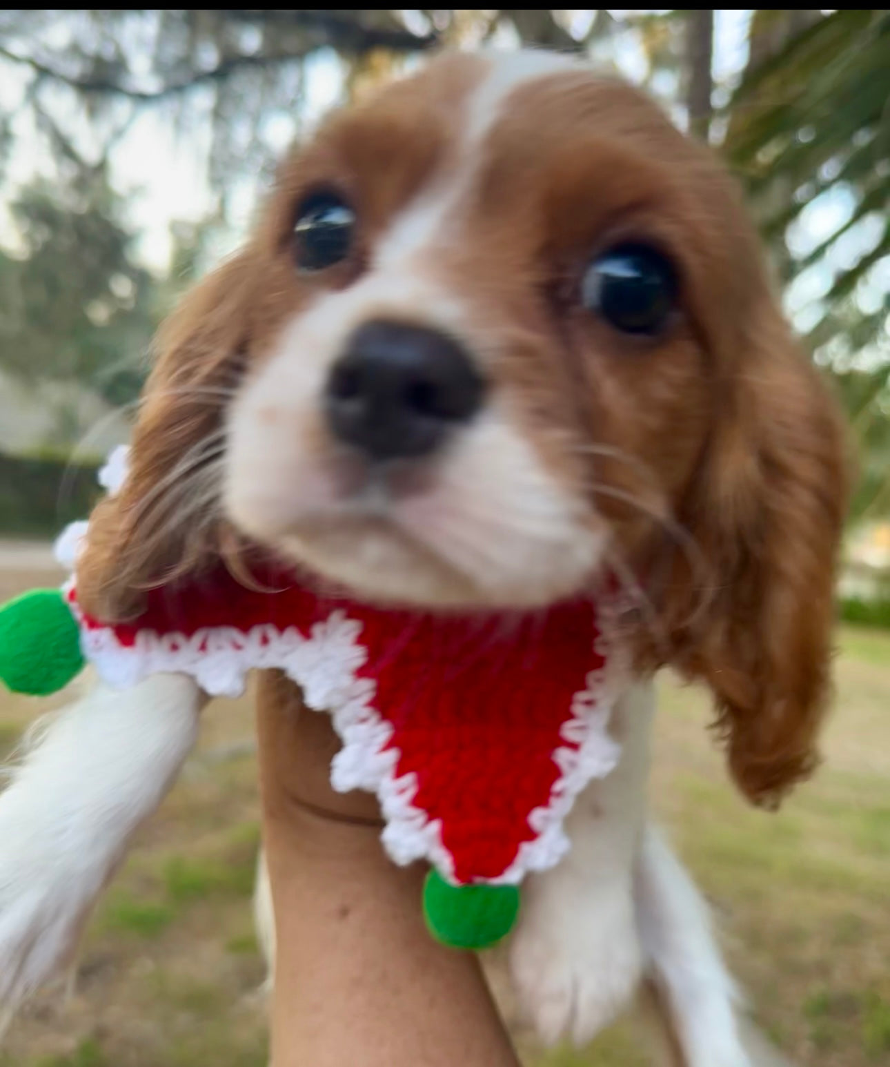 Marilee AKC (female)