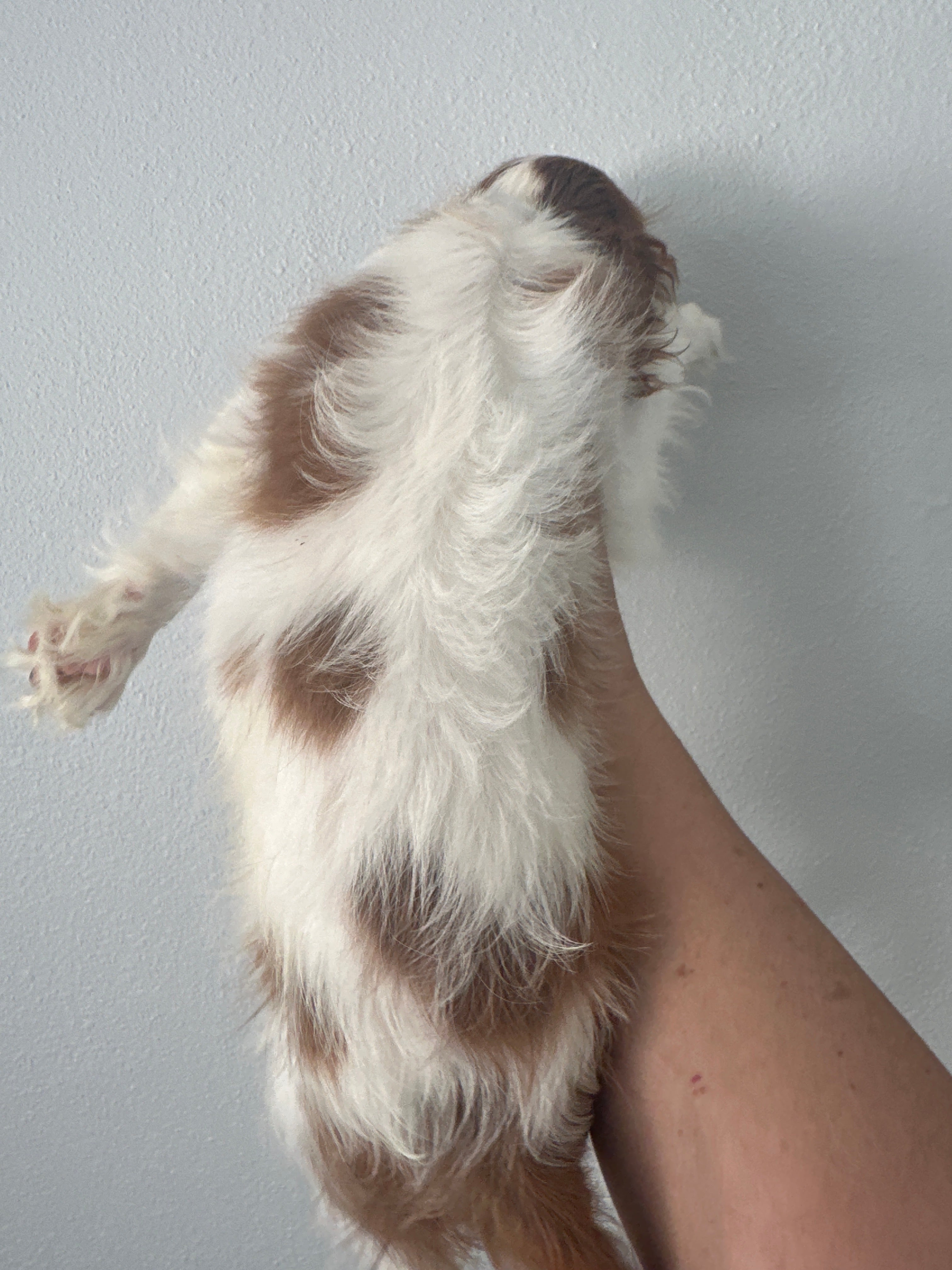 Romeo