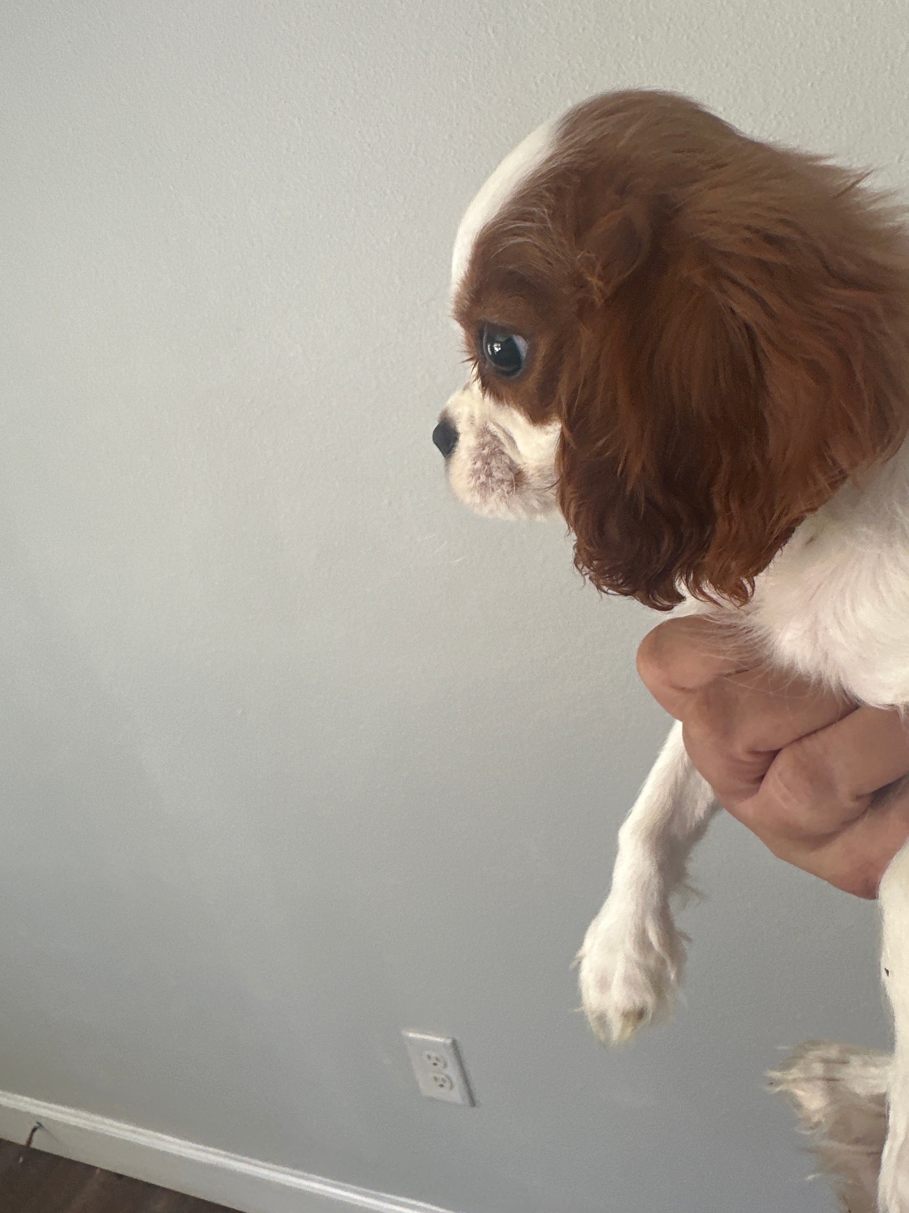 Romeo