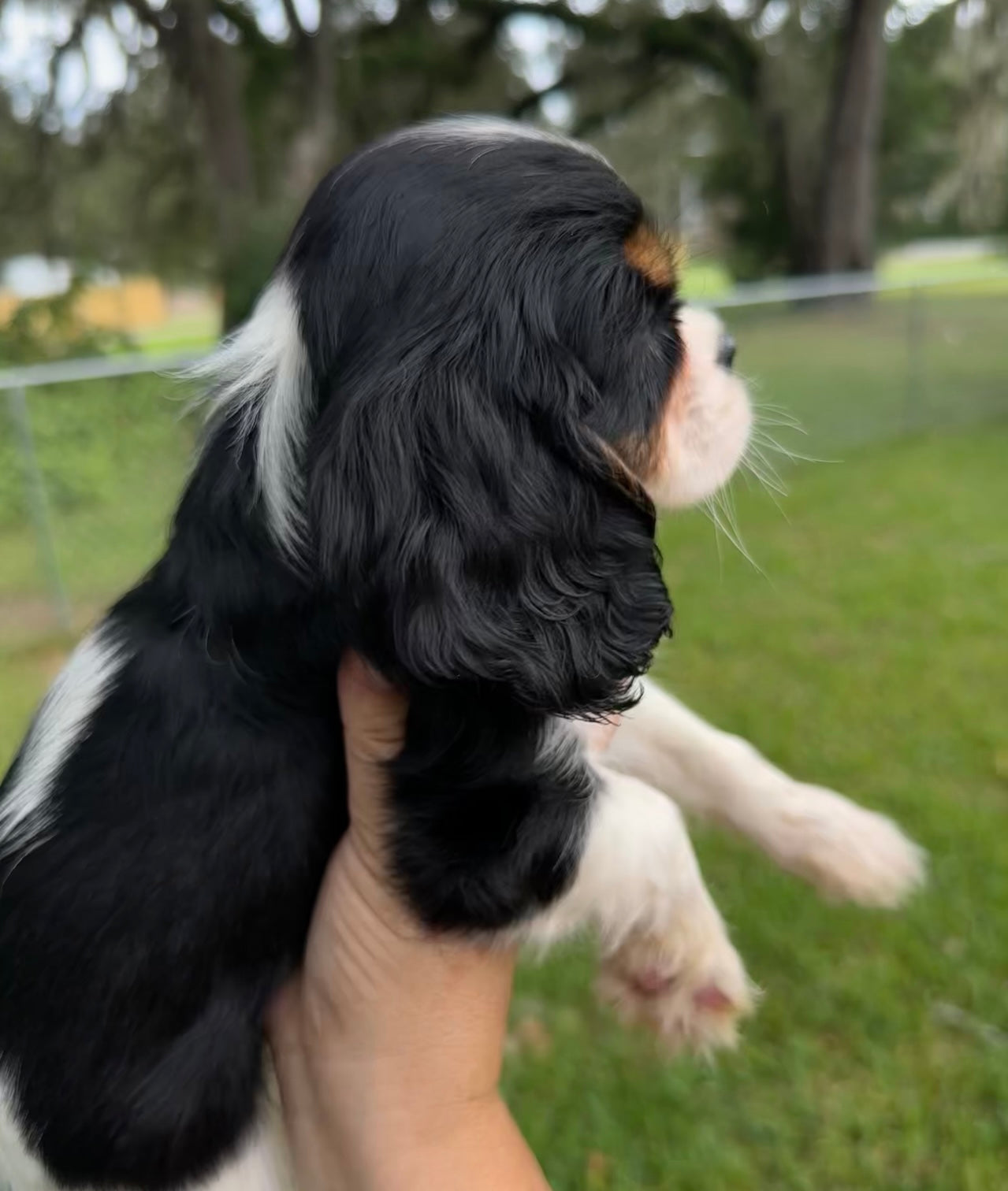 Belair (female) AKC