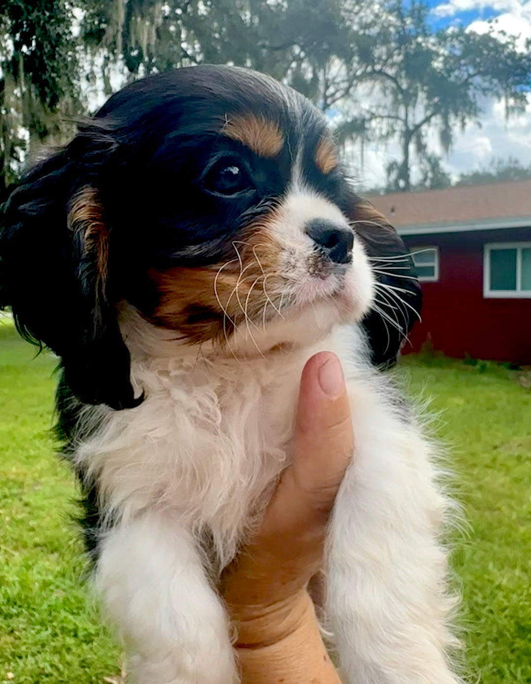 Barkley AKC