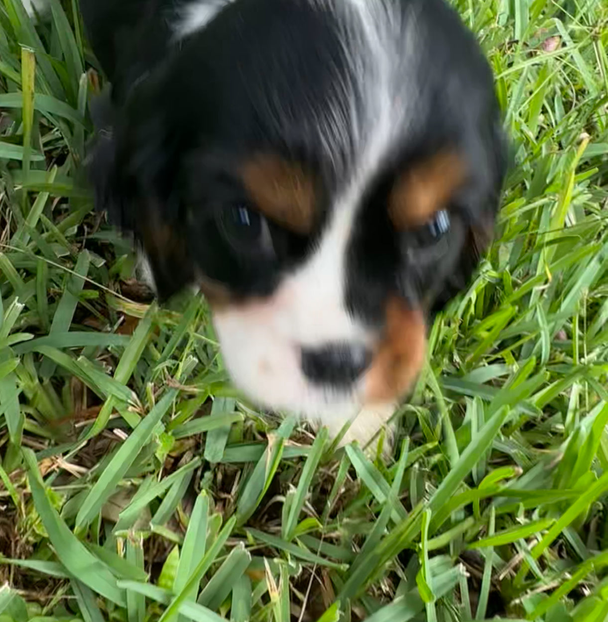 Belair (female) AKC