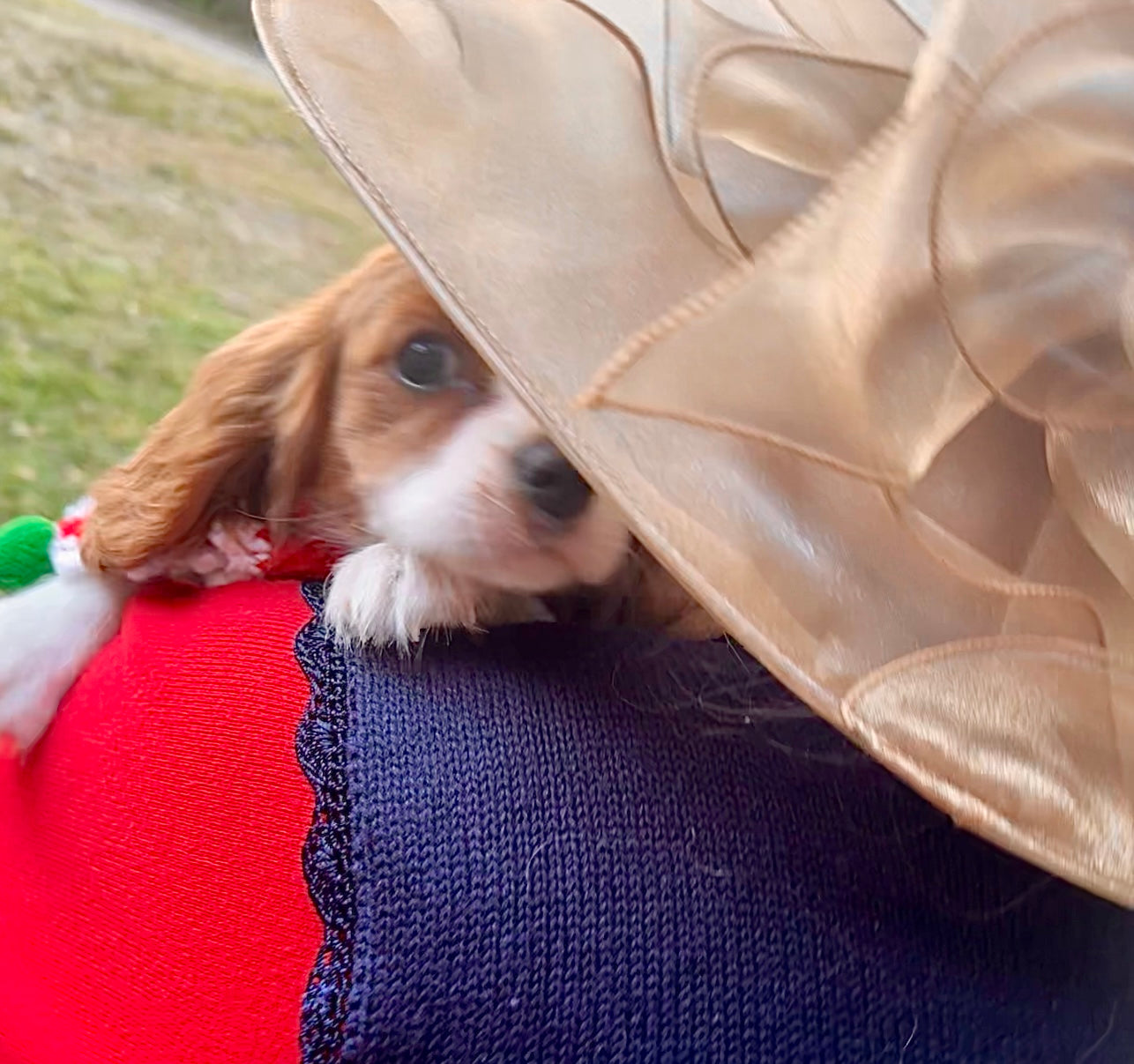 Marilee AKC (female)