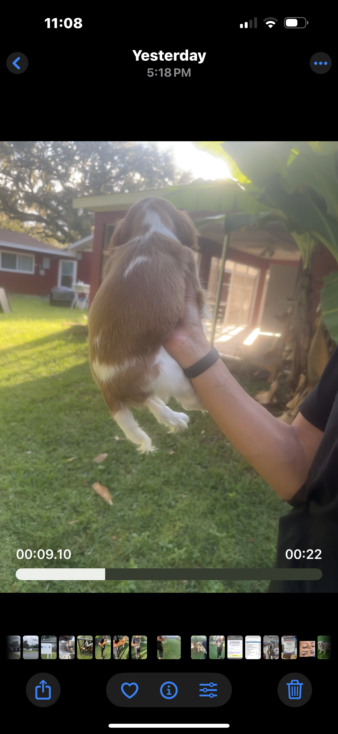 Hannah AKC