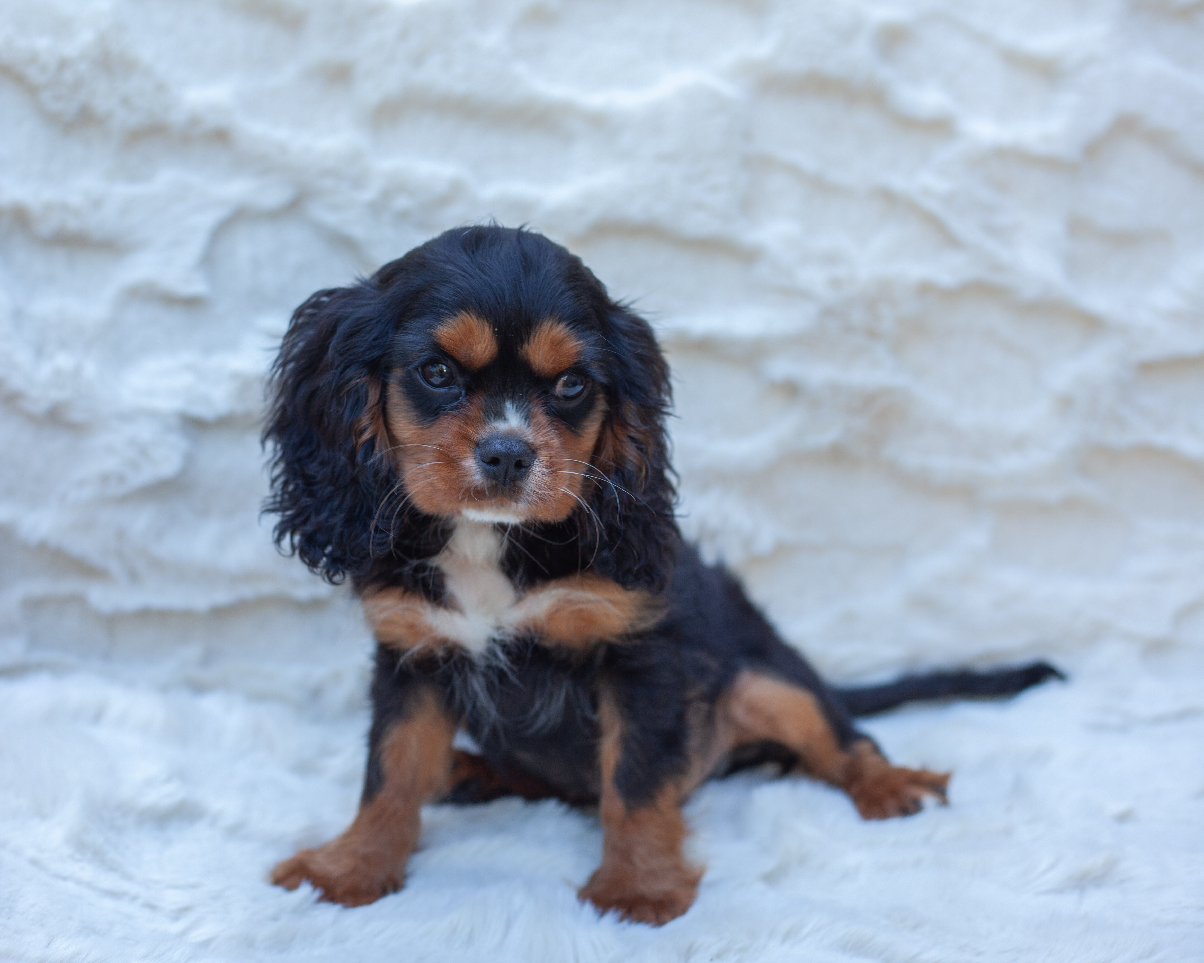 Elvis