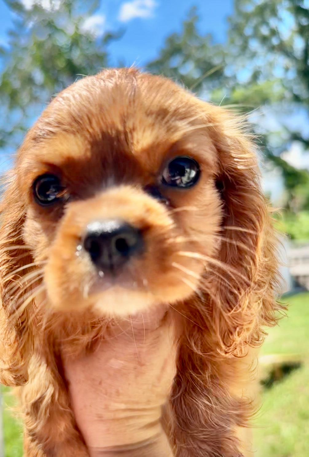 Dog