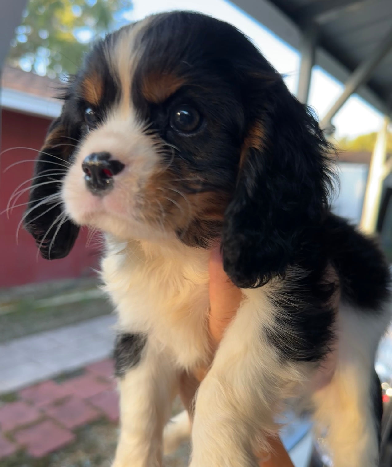Dog