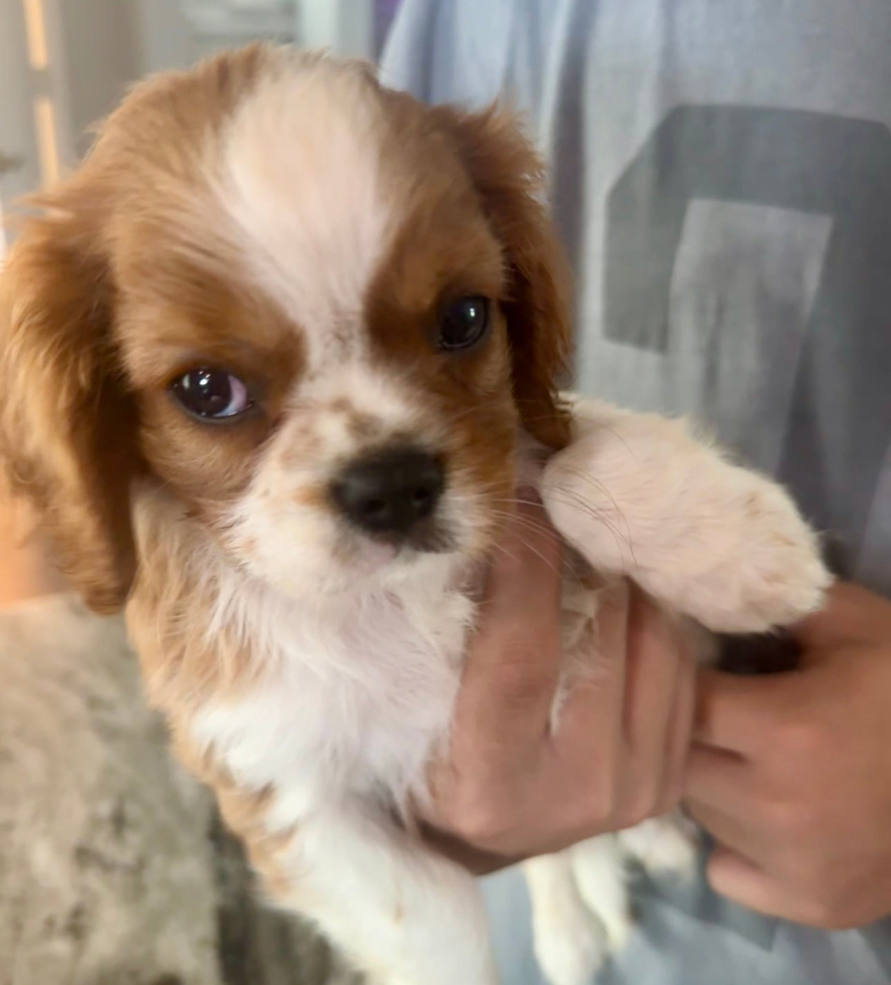 Dog