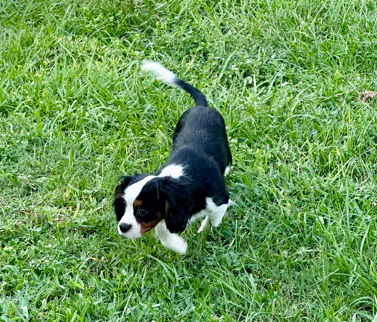 Dog