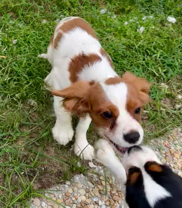 Dog