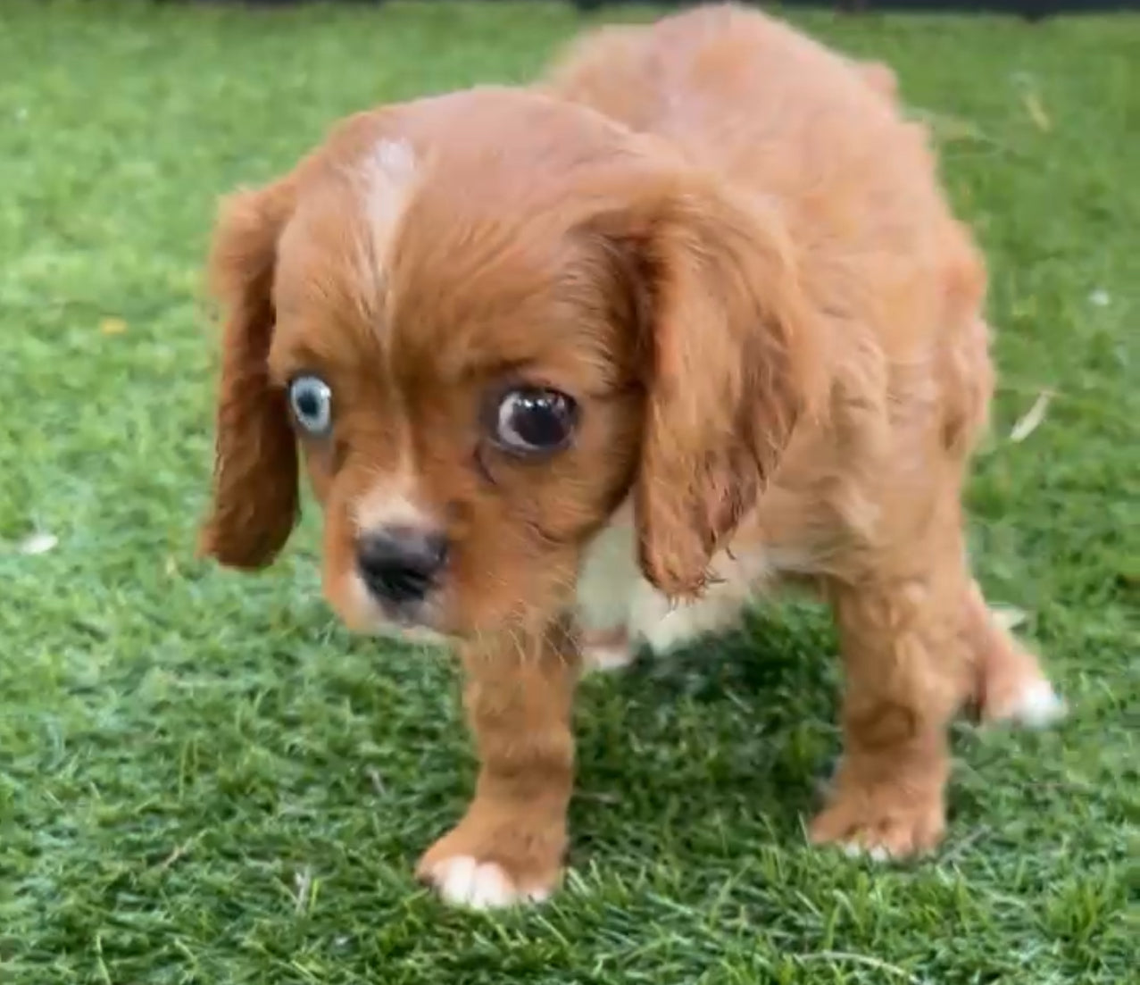 Dog
