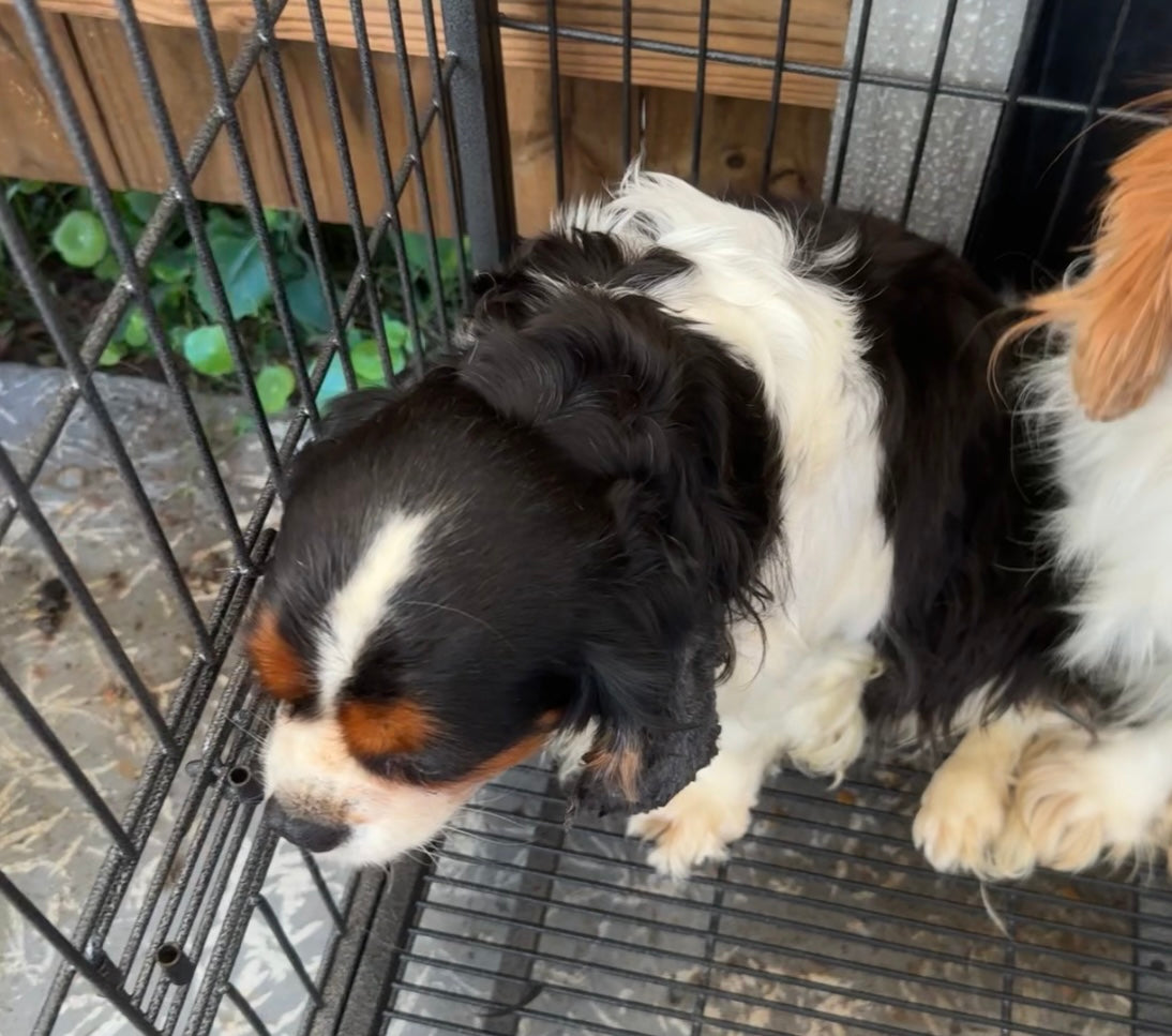 Isabella approx. 6 years old RESCUE