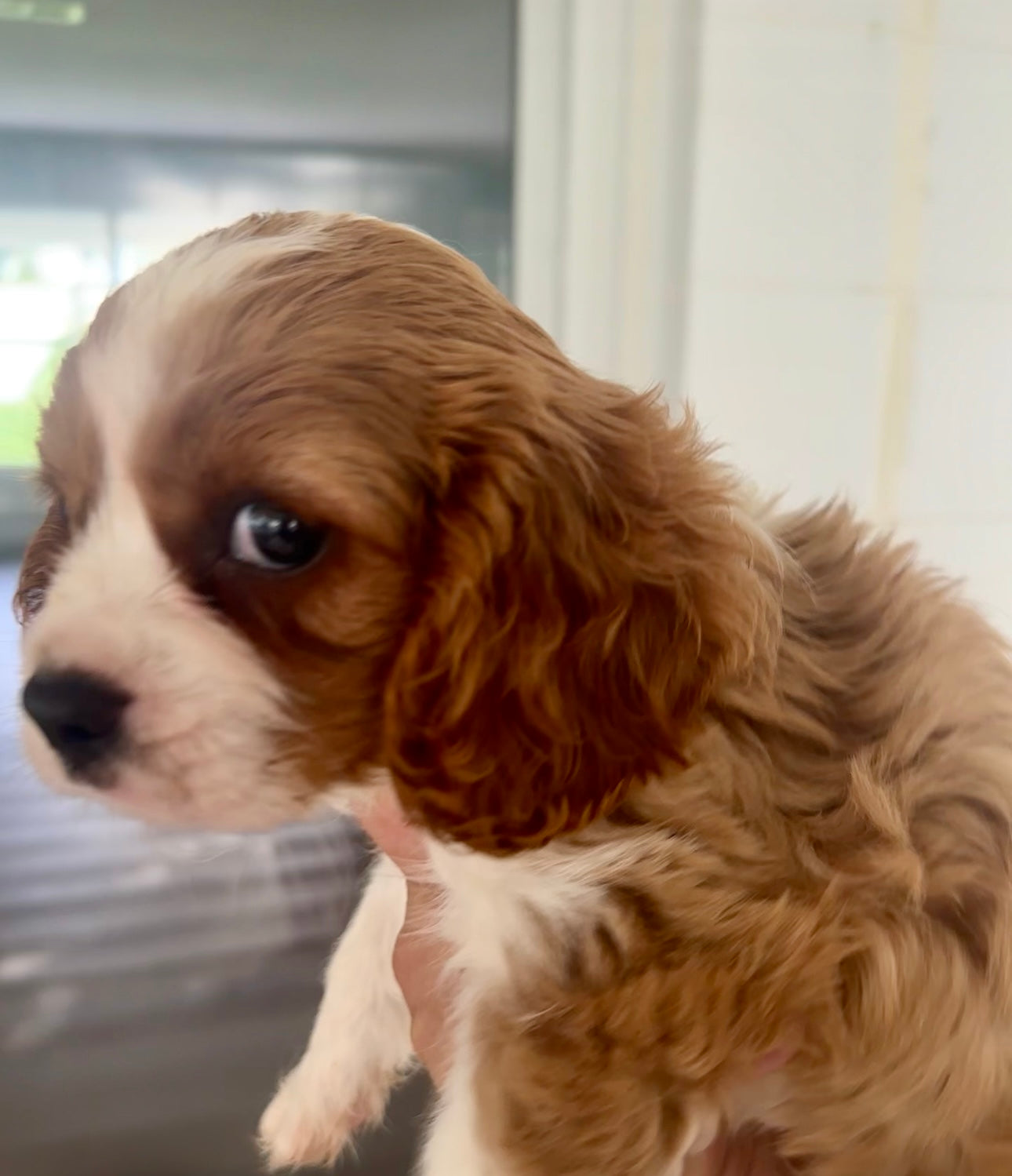 Dog