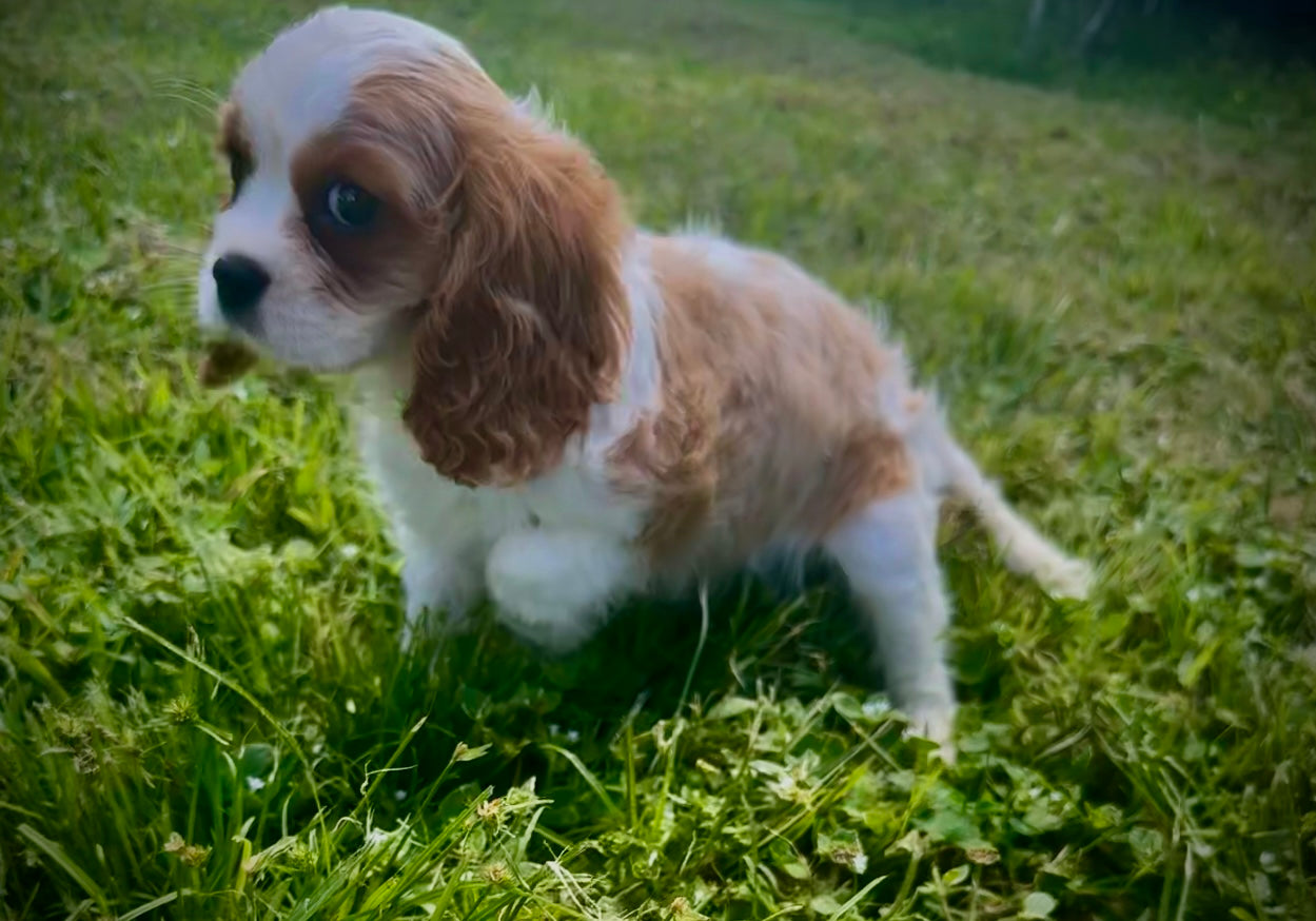 Dog
