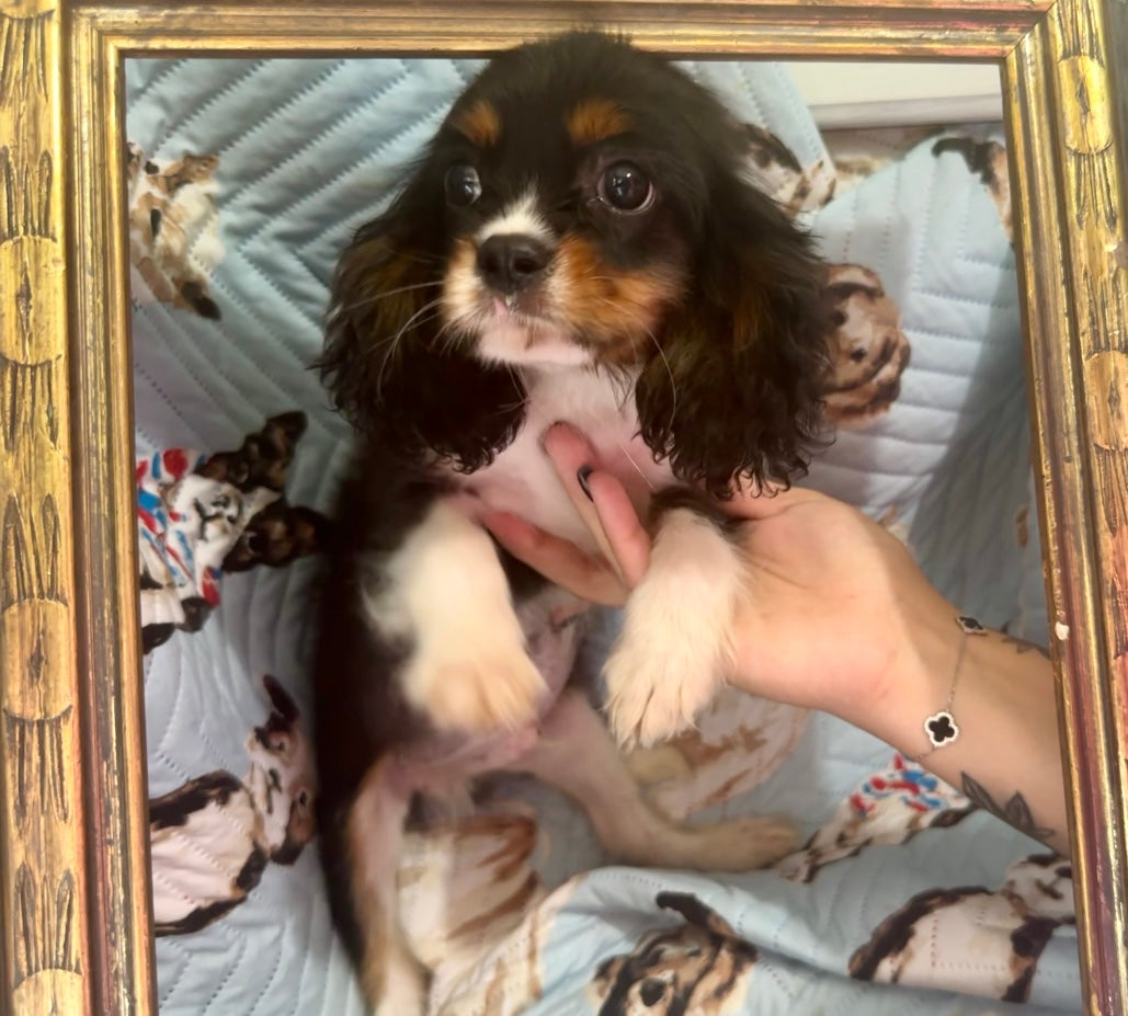 Dog