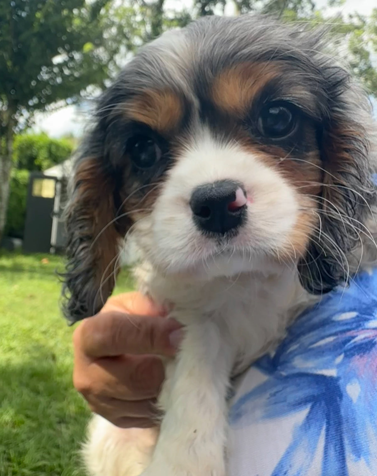 Gemma