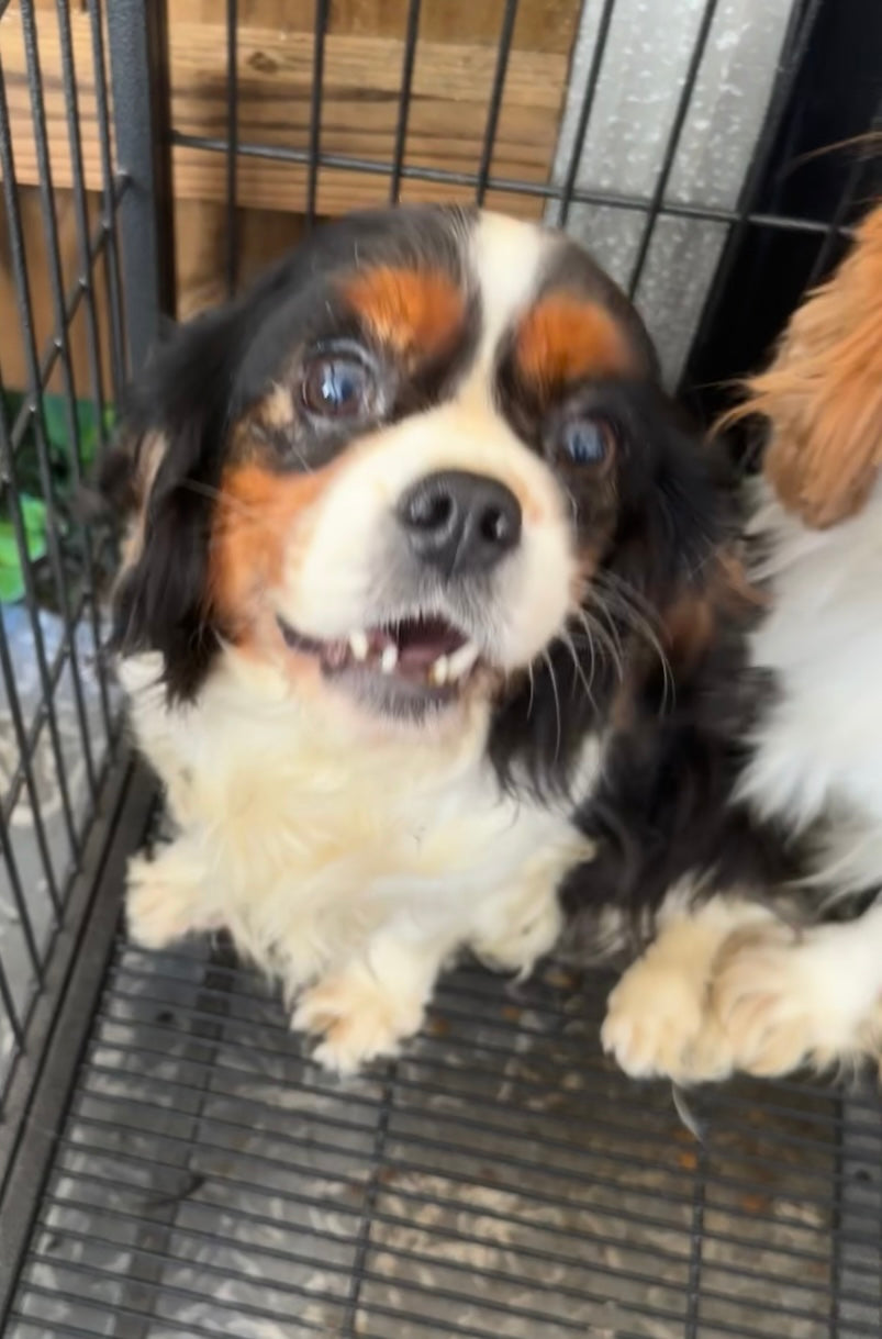 Isabella approx. 6 years old RESCUE