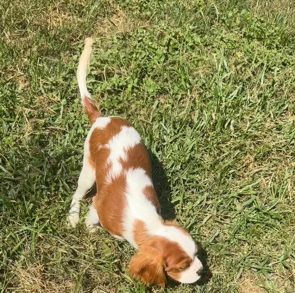 Marshall
