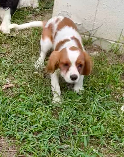 Teddy (rescue)