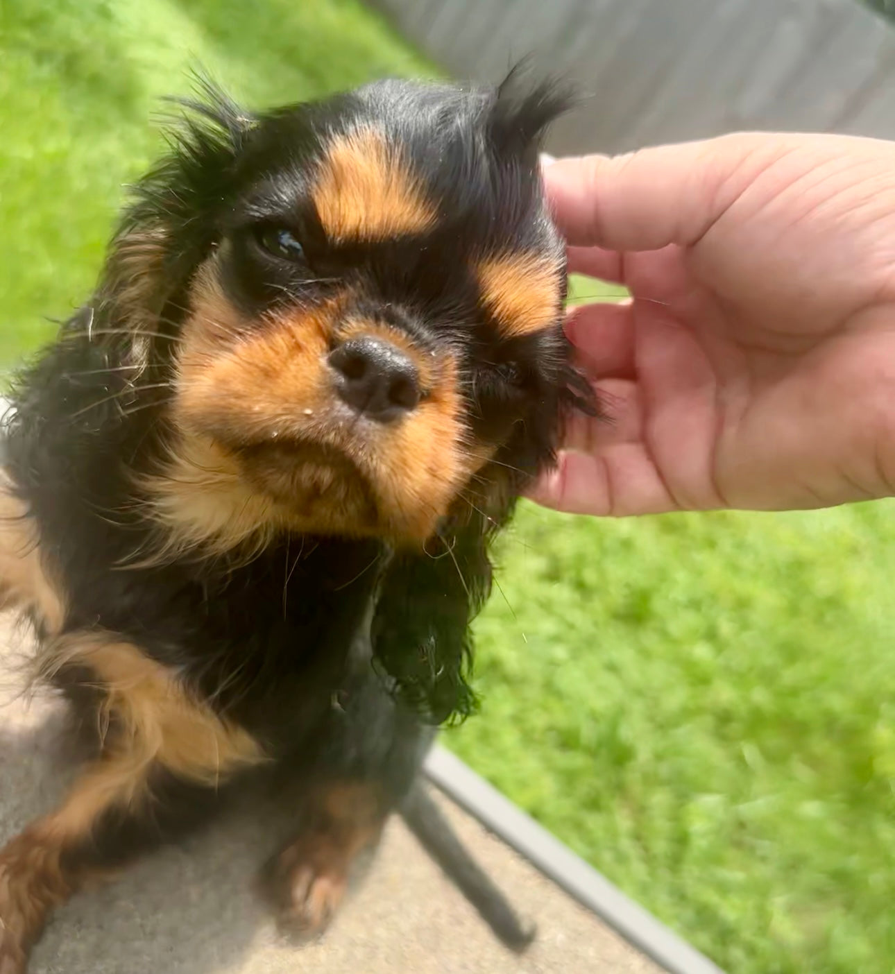 Bruno