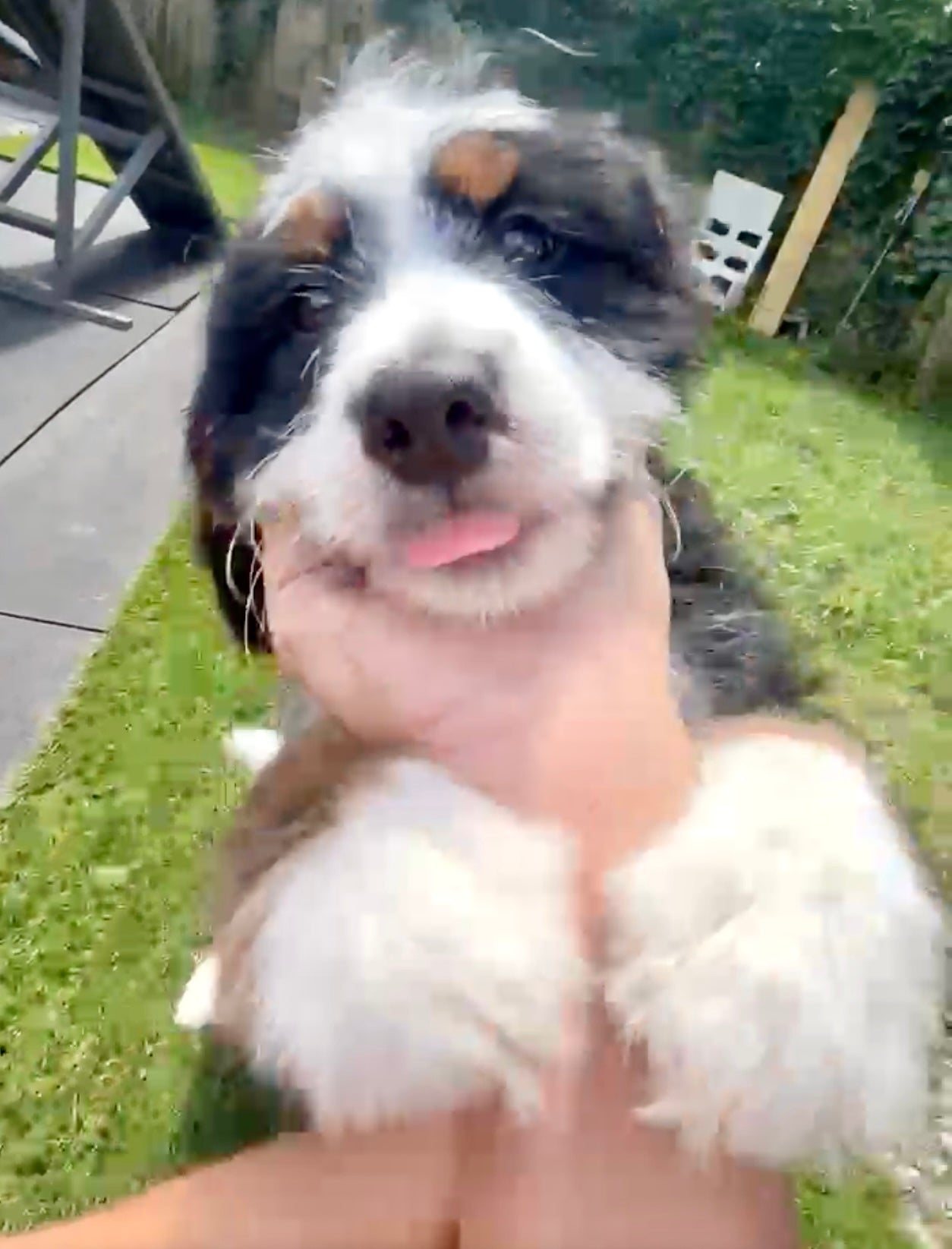 Dog