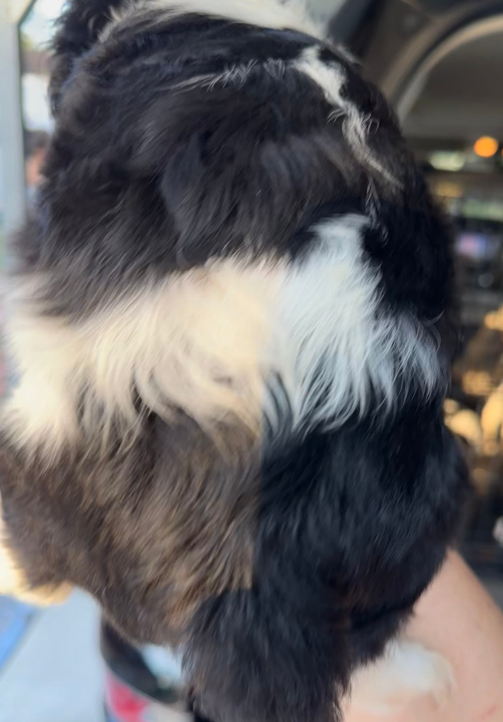 Churchill AKC
