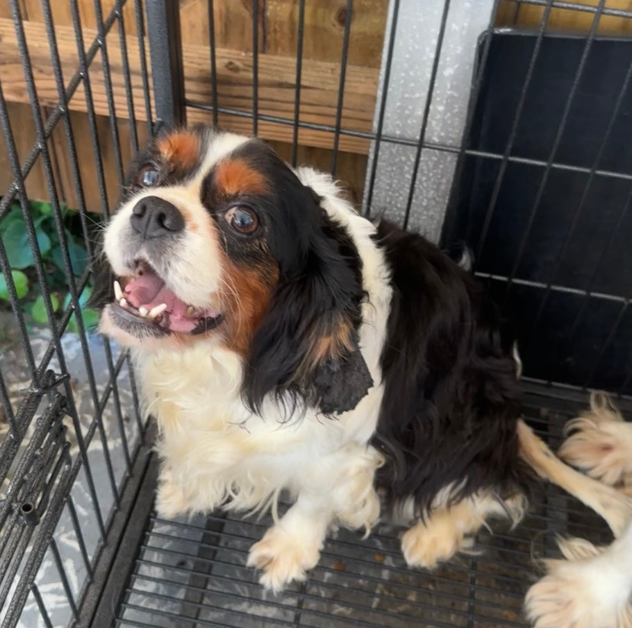 Isabella approx. 6 years old RESCUE