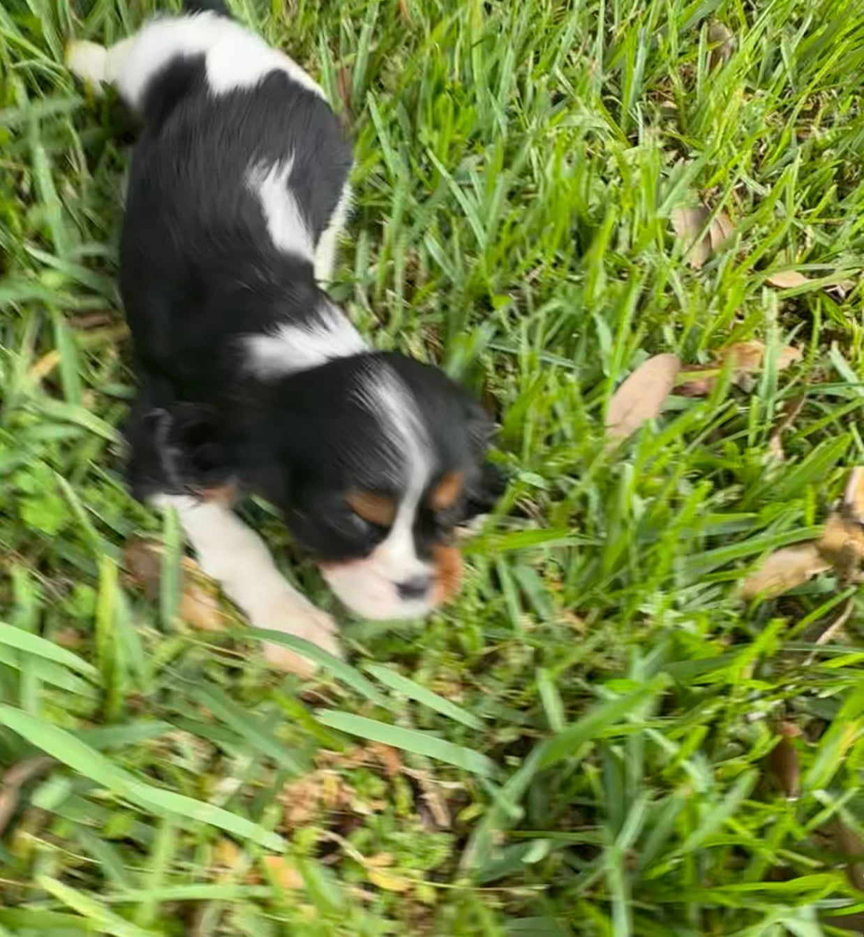 Belair (female) AKC