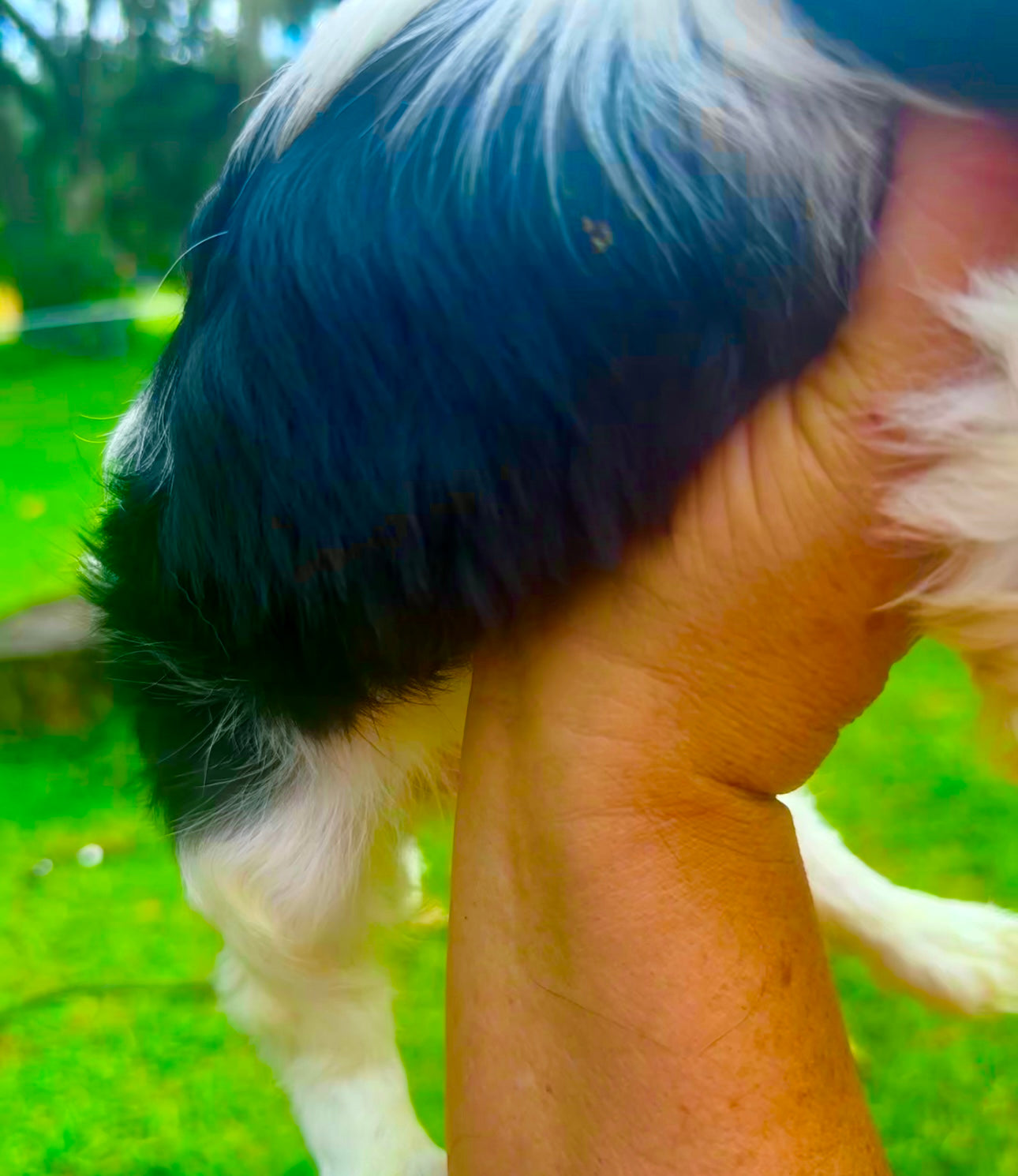 Barkley AKC