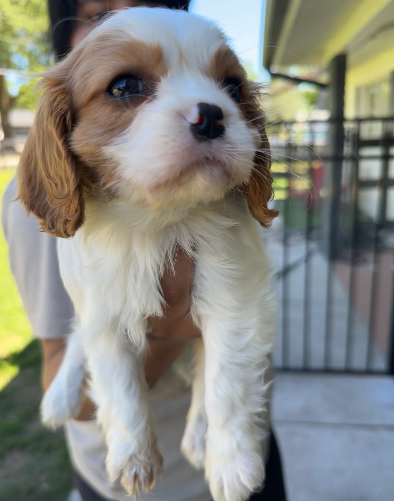 Dog