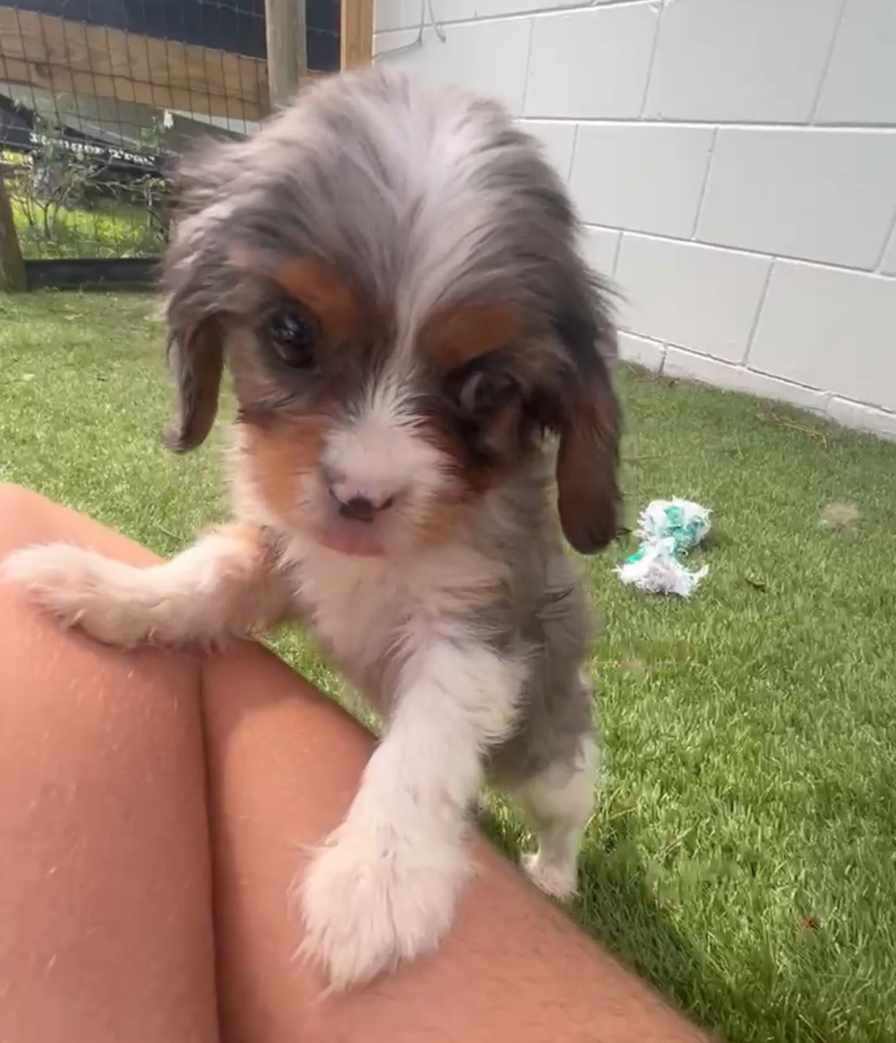 Dog
