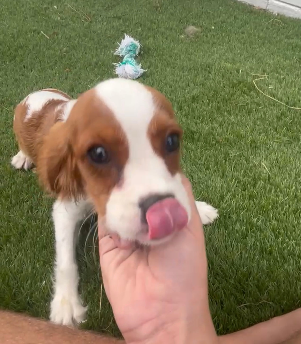 Theo (rescue)