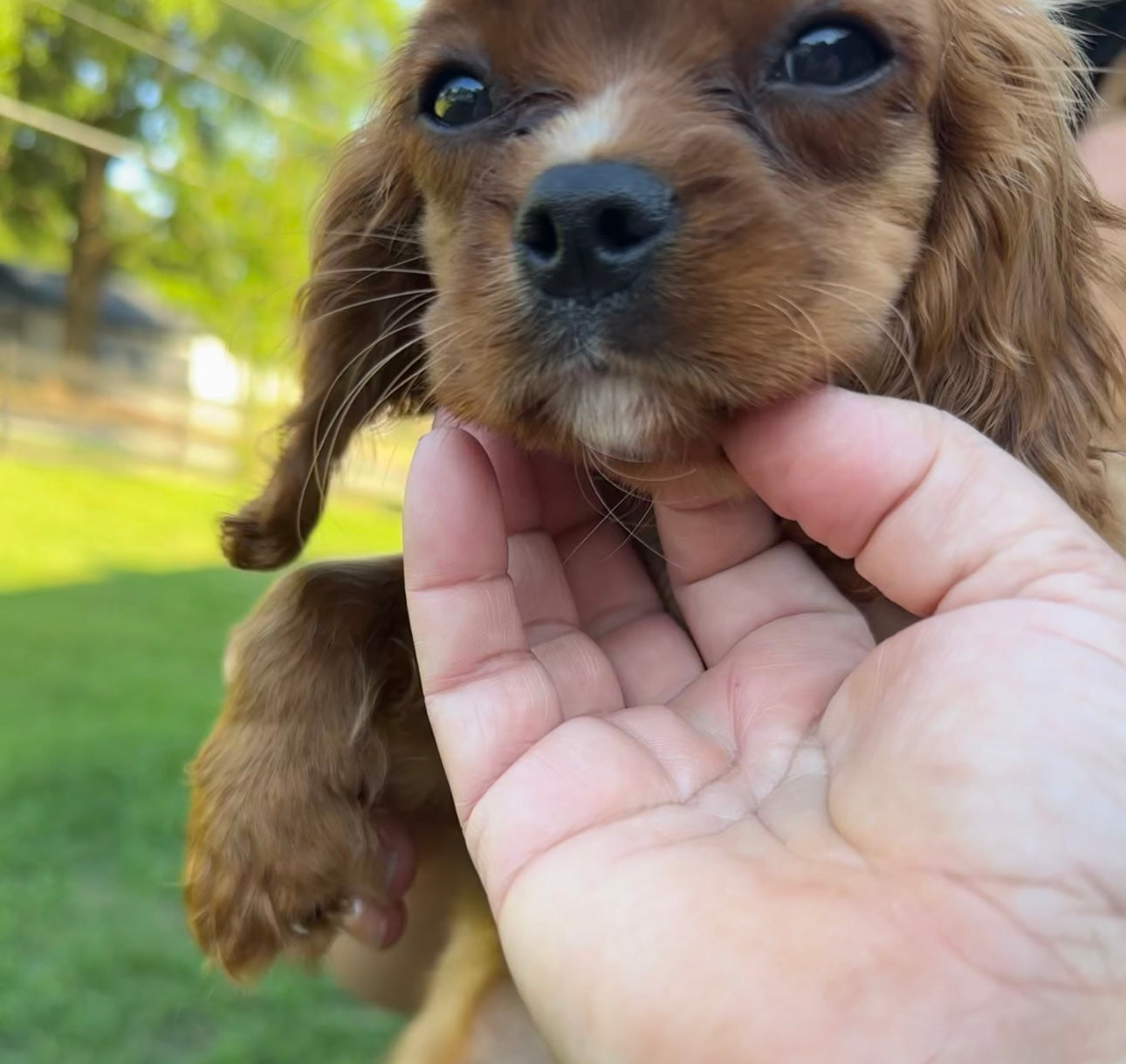Dog