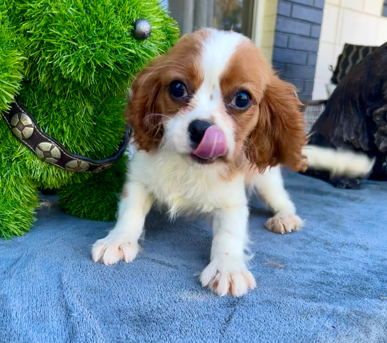 Dog