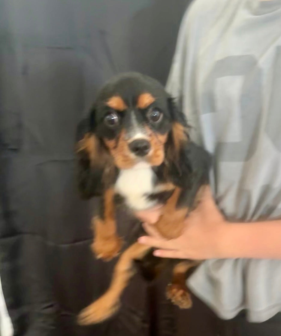 Dog