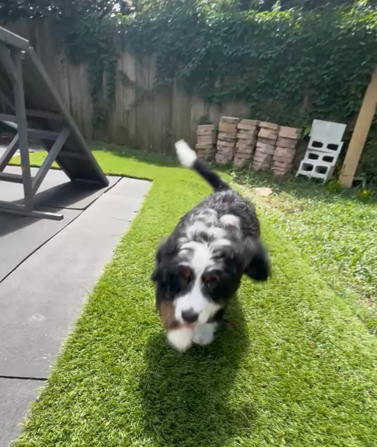 “Max”imus Bernedoodle