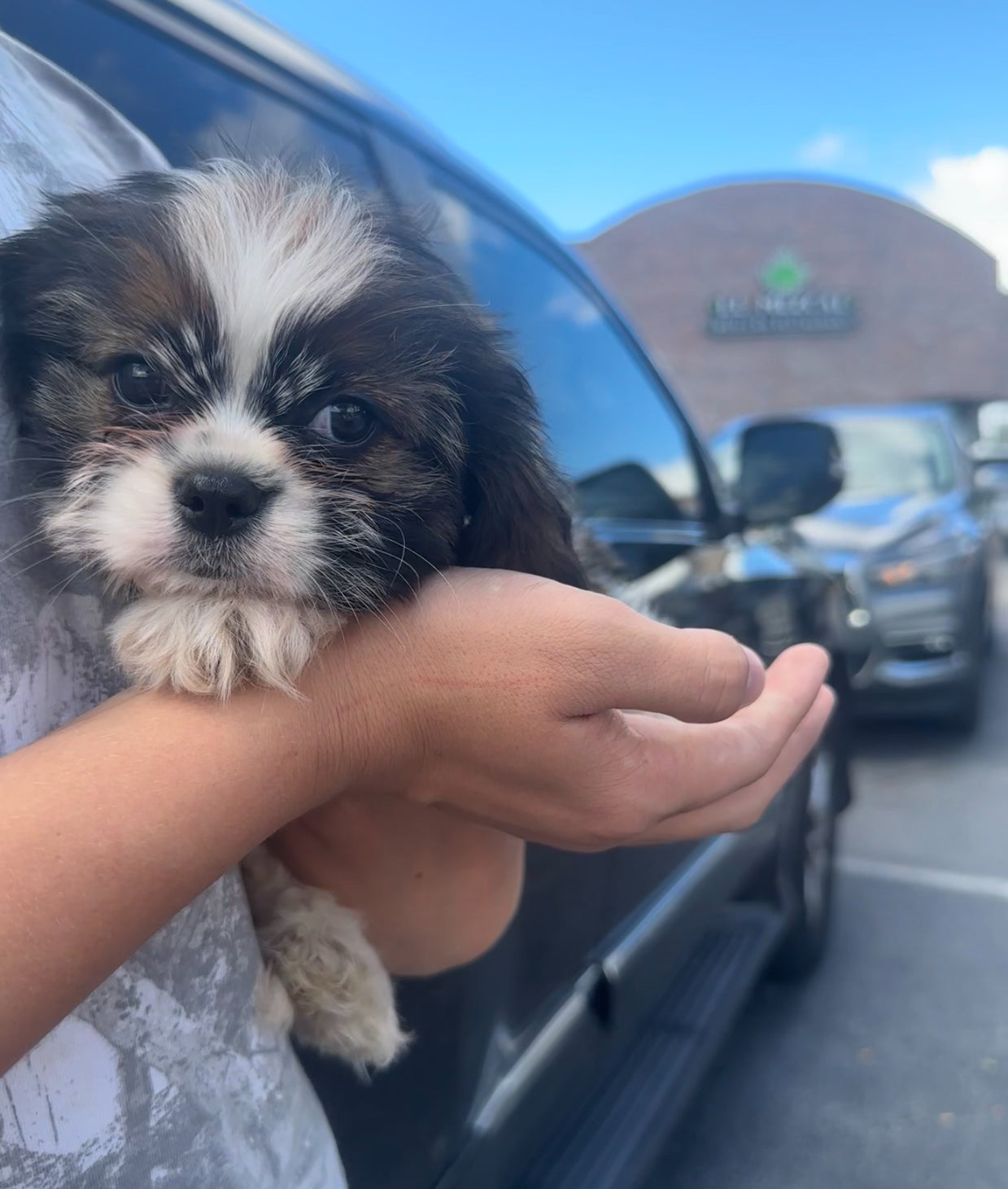 Dog