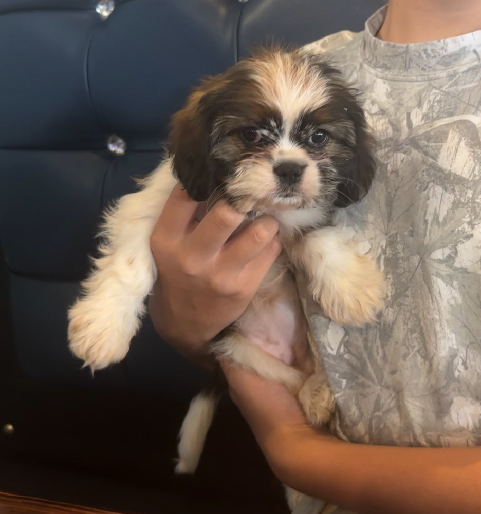 Lovely (Cavi-Tzu) rescue