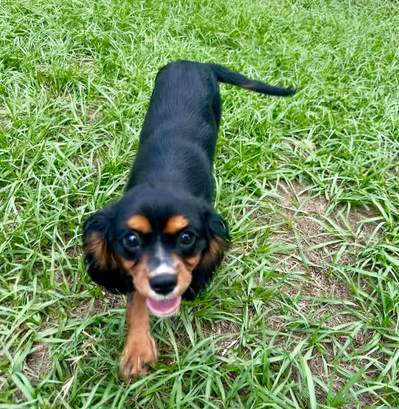 Dog