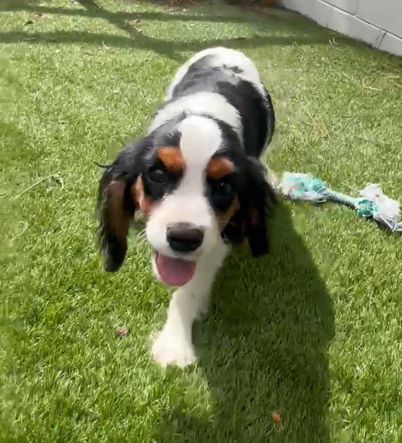 Dog
