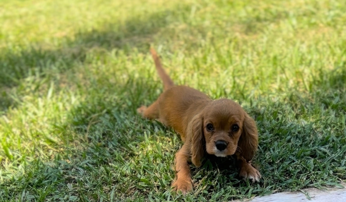Woodrow