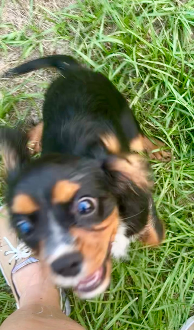 Luna (rescue)