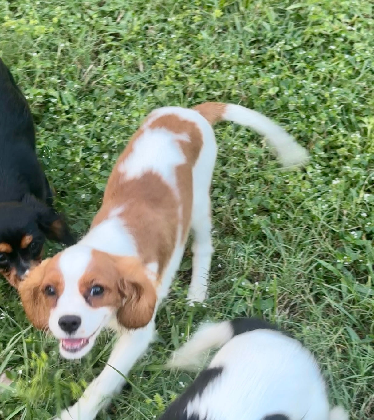 Dog