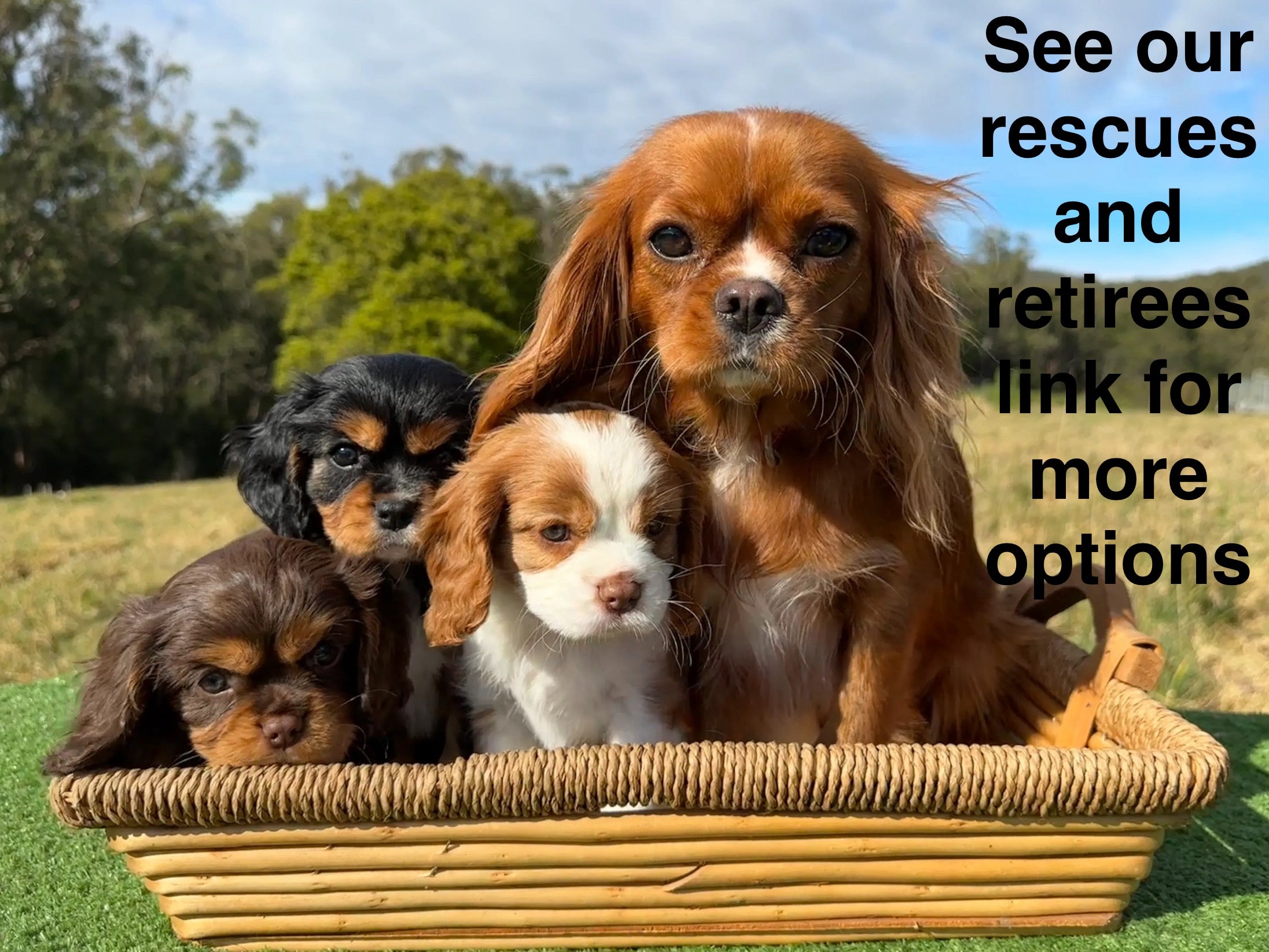 See our rescues and retirees link for more options