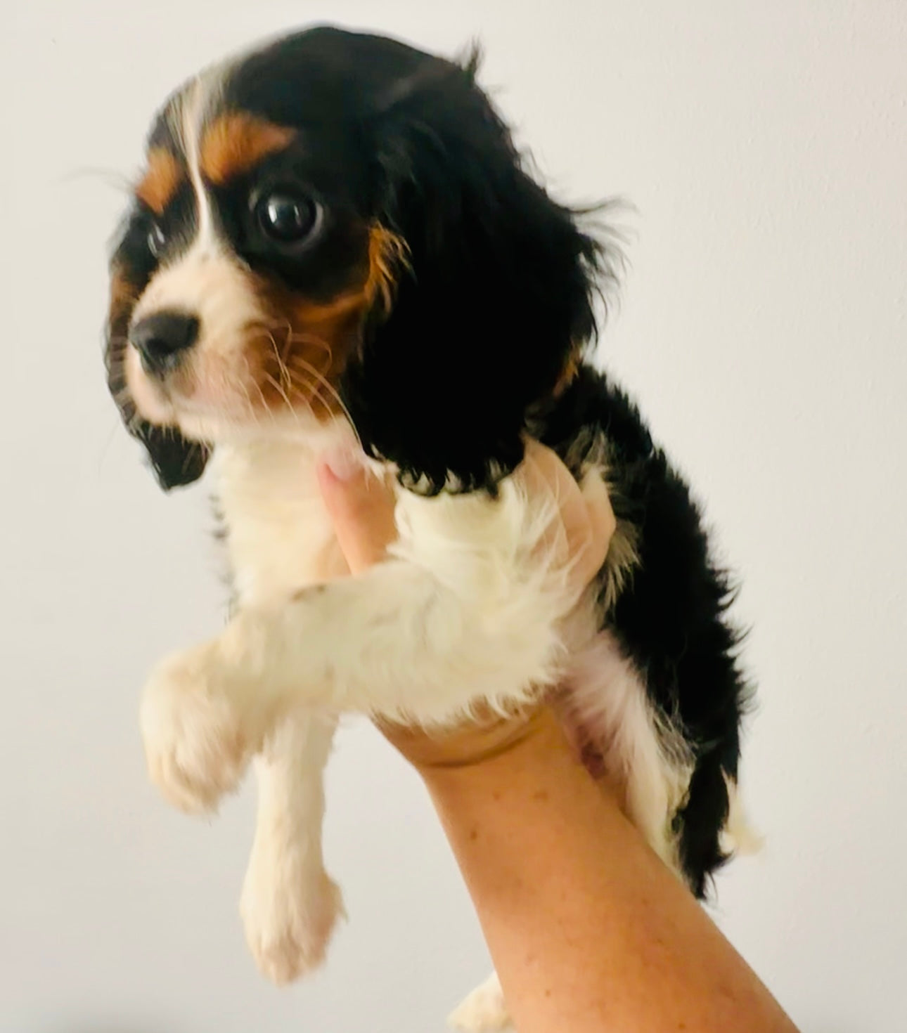 Minnie